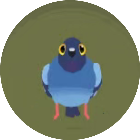 疯狂的鸽子手机版游戏图标