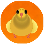 疯狂的鸽子吃玉米