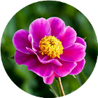 我看你咋过游戏图标